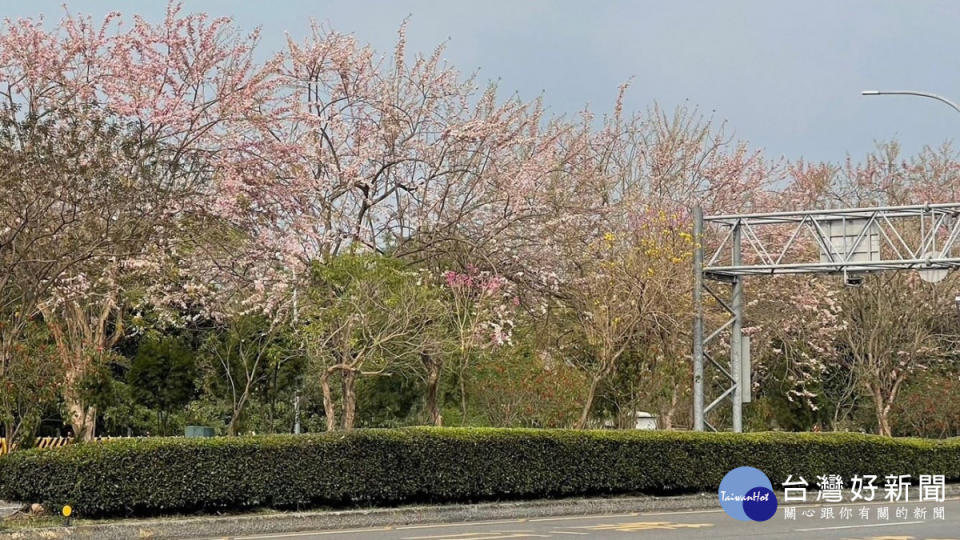 北香湖公園北側靠世賢路的南洋櫻／嘉義市府提供