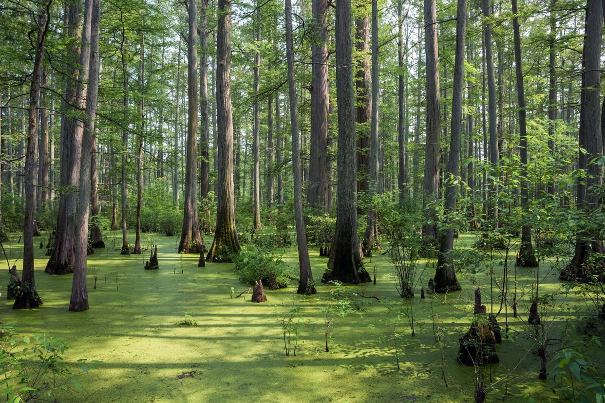 Bald cypress with breathing roots, Cache River State Natural Area; Heron Pond Area, Illinois