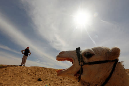 Mohamed Mostafa looks on during the opening of 18th International Camel Racing festival at the Sarabium desert in Ismailia, Egypt, March 12, 2019. Picture taken March 12, 2019. REUTERS/Amr Abdallah Dalsh