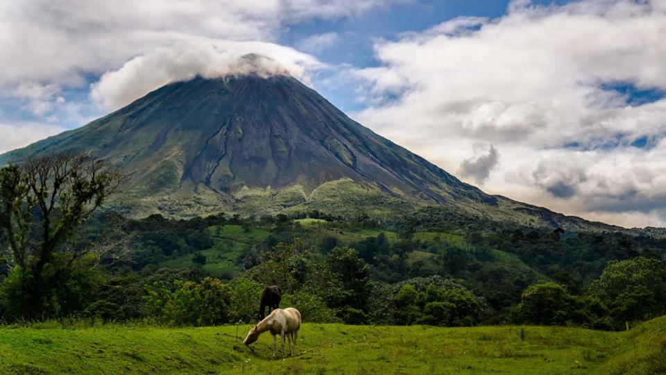 costa rica arenal with horses in pasture