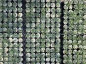 This May 18, 2022 image shows tiny ponderosa pine seedlings at a greenhouse in Santa Fe, N.M. Tens of thousands of the seedlings and an invaluable seed bank recently were evacuated from New Mexico State University's Forestry Research Center in the mountain community of Mora as the largest wildfire burning in the U.S. approached the facility. (AP Photo/Susan Montoya Bryan)