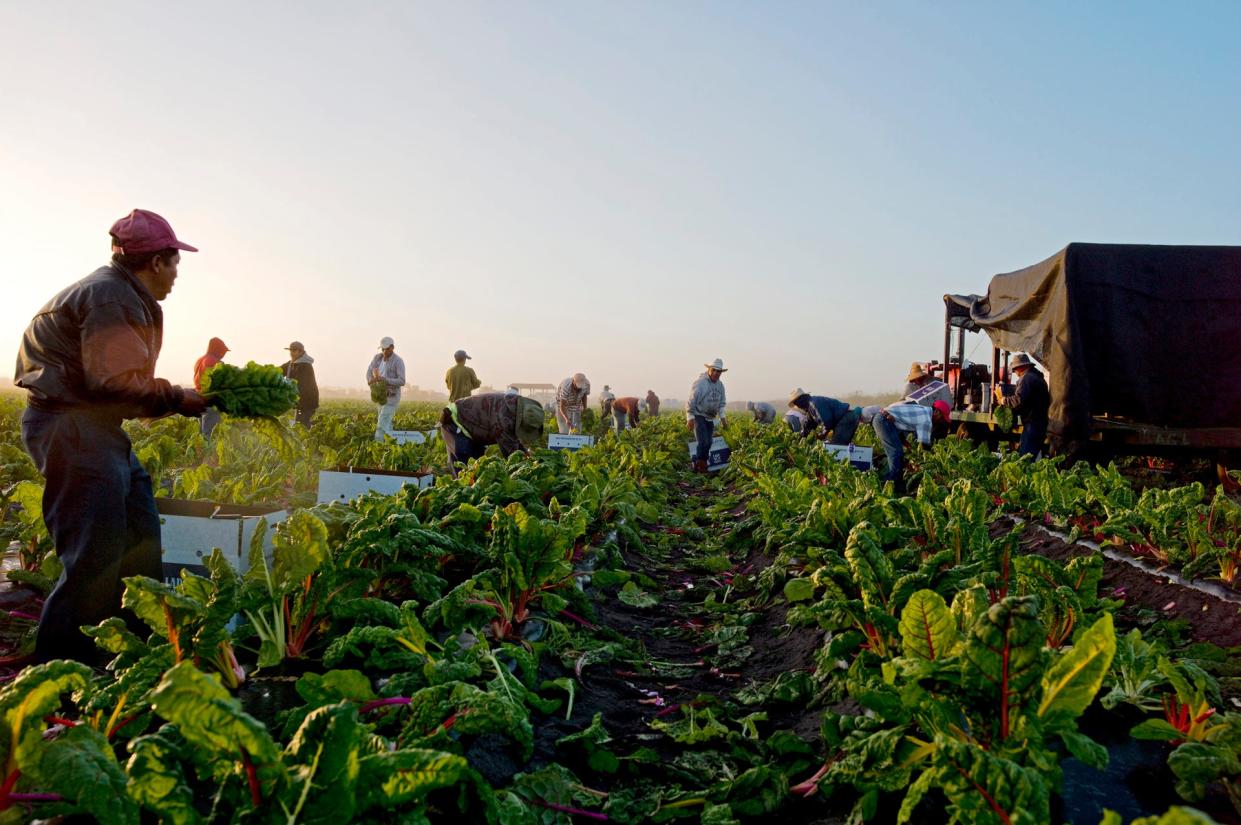 Workers harvest organic produce from Lady Moon Farm in Punta Gorda, Fla. on Dec. 8 2012.