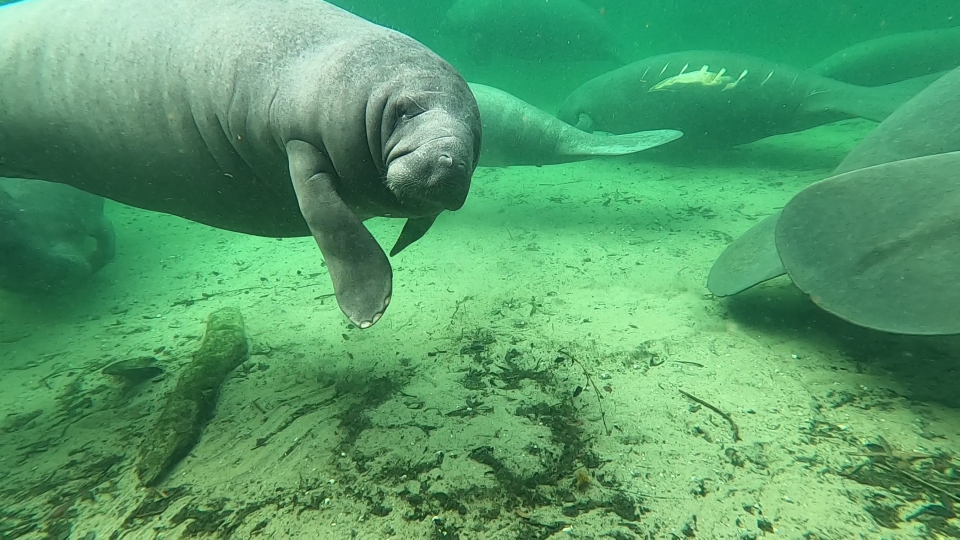 Plenty of manatees are expected to appear at Blue Spring State Park by end of January, when manatee festival guests will have a chance to see them.