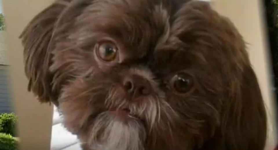 Emma, the healthy shih tzu, was euthanised at the request of her deceased owner, so they could be buried together.