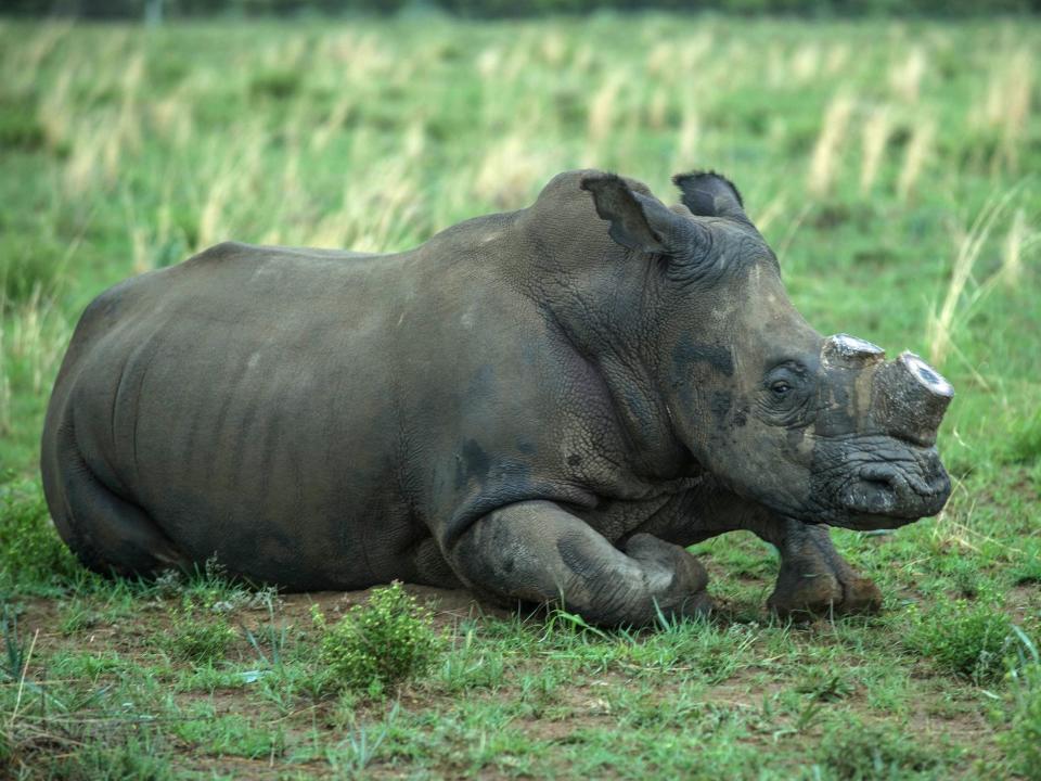 A de-horned rhino slowly wakes up after his horn was trimmed at John Hume's Rhino Ranch