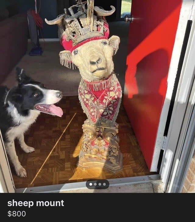 "sheep mount"