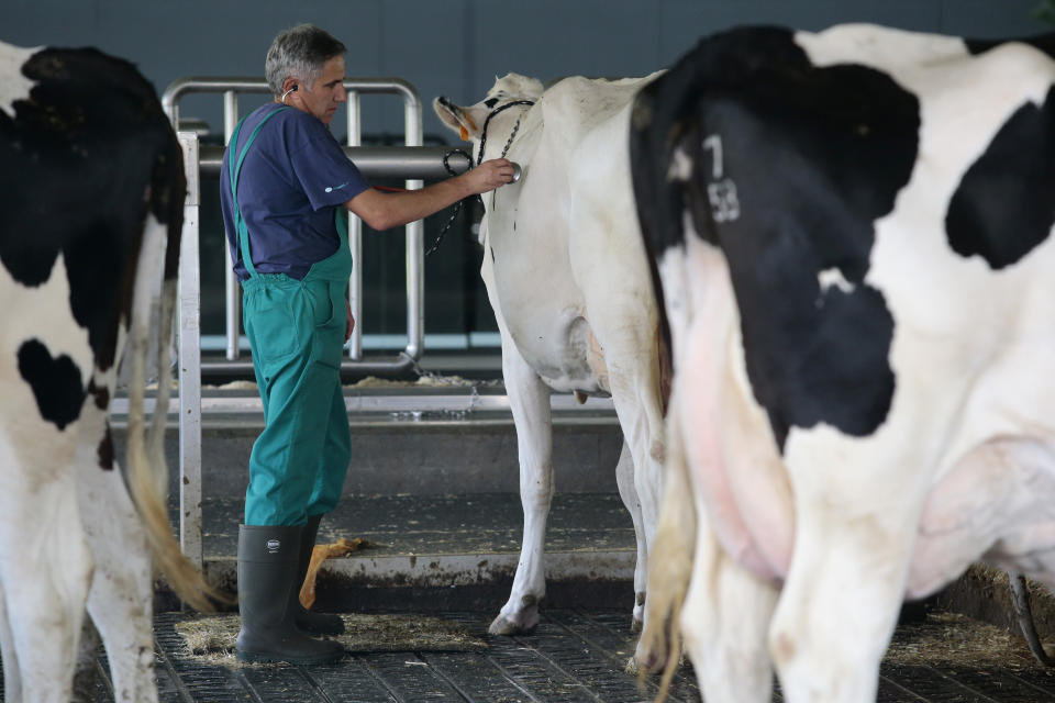 <p>Den Auftakt des Rankings bilden tierärztliche Dienstleistungen. Diese sind im Vergleich zum Vorjahr um 12 Prozent gestiegen. (Foto: gettyimages) </p>