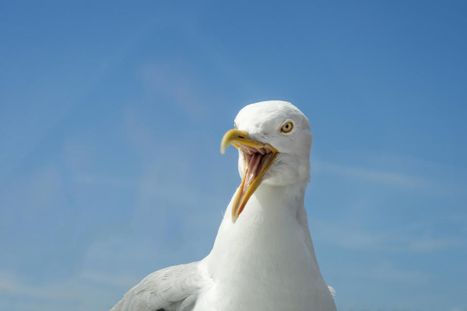 Les oiseaux agissent probablement contre ceux qu’ils perçoivent comme des menaces pour leurs petits, selon le service postal.