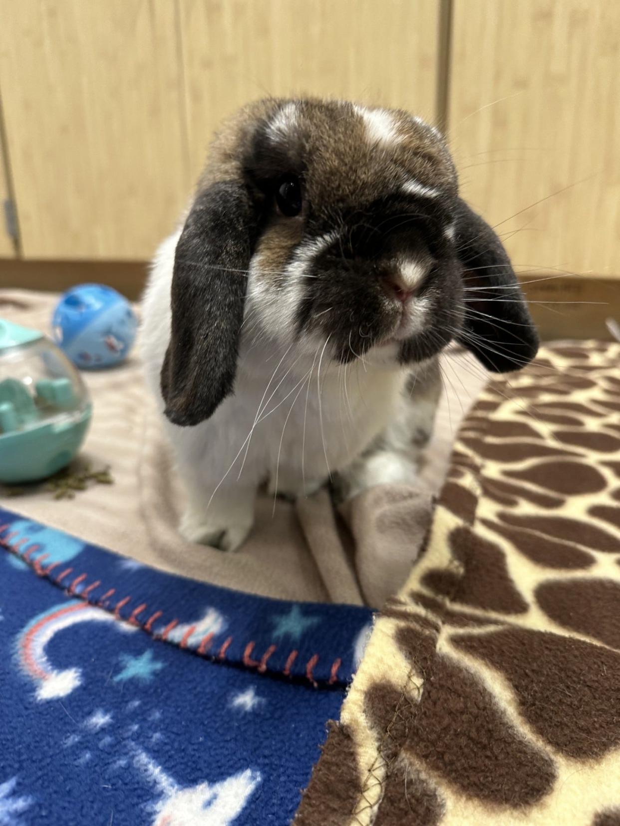 Cashew is 4-year-old Holland Lop rabbit available for adoption at Greenhill Humane Society.