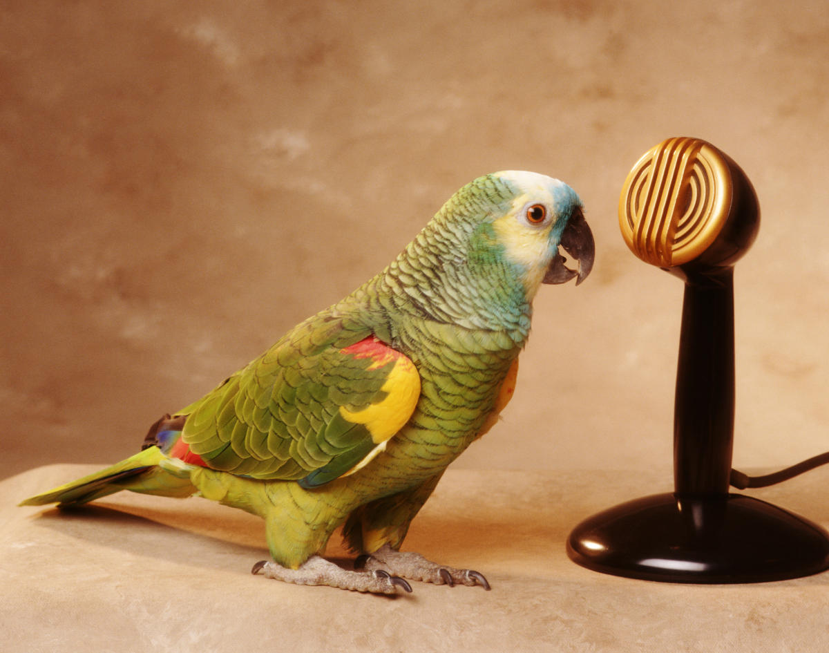 Parrot ai. Микрофон Parrot.