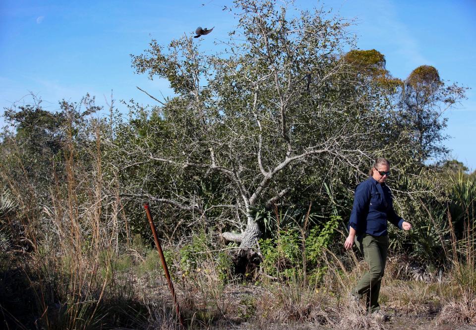 Ashley Lingwood, Indian River County conservation lands program coordinator, walks through a scrub area at Wabasso Scrub Conservation Area, Feb. 1, 2024, as a Florida scrub jay flies behind her.