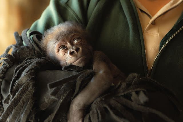 <p>TMX/fort Worth Zoo</p> Jameela, the premature gorilla born at the Fort Worth Zoo in January