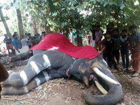 A dead tusker that suffered intestinal blockages is covered with a cloth. Most captive elephants die young after years of pain (Action for Elephants UK)