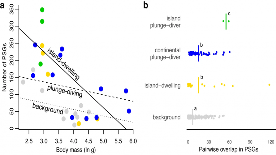 基本上，這項研究告訴我們，住在島上的小翠鳥，比起其他翠鳥，有更多幫助它們適應環境的好基因。雖然這些小鳥們都學會了類似的潛水技巧，但它們的好基因可能各走各路，並不是全都來自同一套家族秘籍。（圖／<a href="https://www.nature.com/articles/s42003-023-05359-z" rel="nofollow noopener" target="_blank" data-ylk="slk:Communications Biology）;elm:context_link;itc:0;sec:content-canvas" class="link "><em>Communications Biology）</em></a>