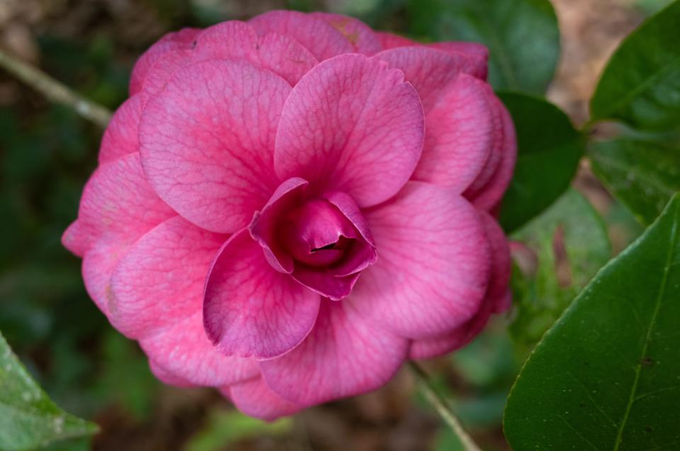 Visit your local nursery to select the camellia variety you like best.