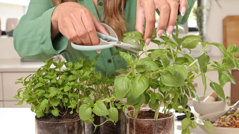 fresh herbs in the kitchen