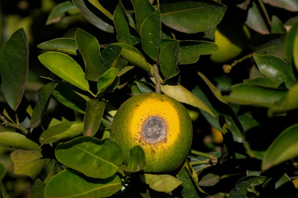 A spoiled orange hangs on a branch in a farm in Mogi Guacu, Brazil (Copyright 2024 The Associated Press. All rights reserved)