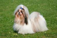 <p>Good with people, kids, and other dogs, the Shih Tzu is a real charmer who lives to adore you. They reach 9 to 10 inches tall and 9 to 16 pounds. They do <a href="https://www.akc.org/dog-breeds/shih-tzu/" rel="nofollow noopener" target="_blank" data-ylk="slk:need frequent grooming;elm:context_link;itc:0;sec:content-canvas" class="link ">need frequent grooming</a>.</p>