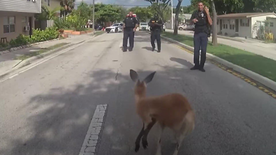 Police officer surround a stray kangaroo on the streets of Florida.