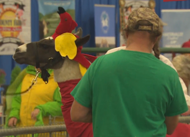 Llamas in costume compete for prize money at Norfolk County Fair