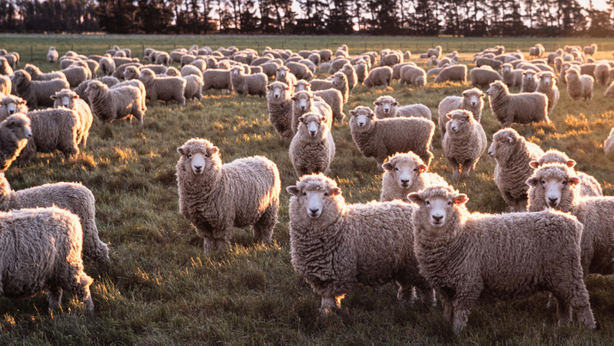 A flock of Merino sheep look impassively into the camera.
