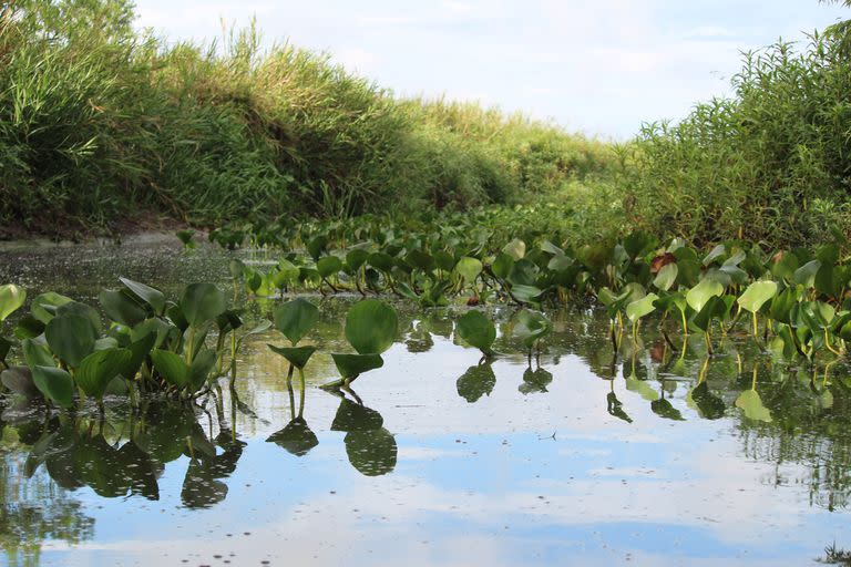 Camalotes ganan terreno en uno de los brazos del río