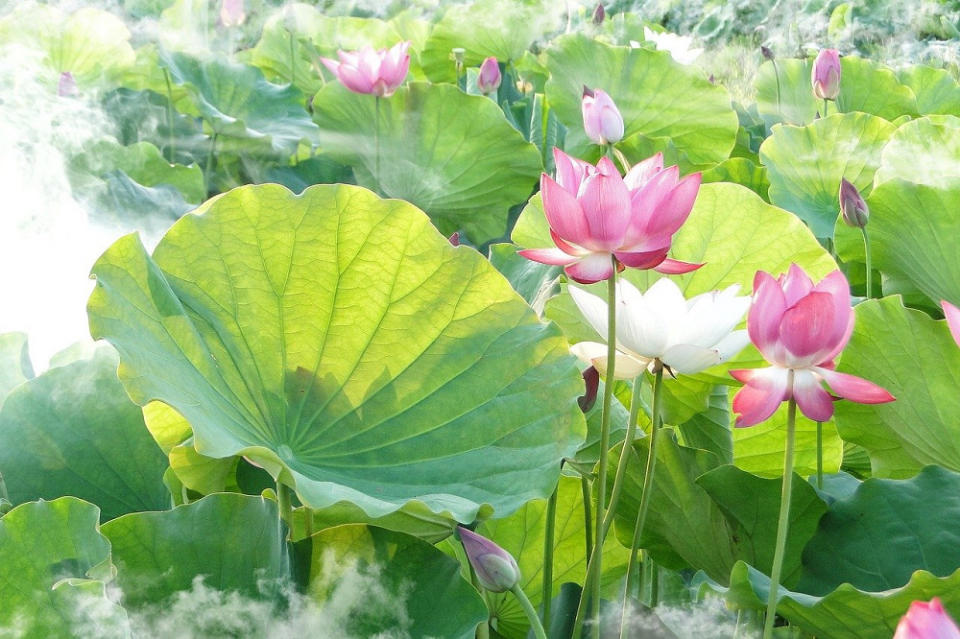 蓮花(Photo Credit: yyryyr1030@pixabay.com, License CC0，圖片來源：https://pixabay.com/zh/photos/lotus-summer-hasuike-cool-smoke-2540347/)