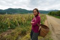 Yu Wuyin, an ethnic Dai farmer, stands in her cornfield at Nuodong village of Menghai county
