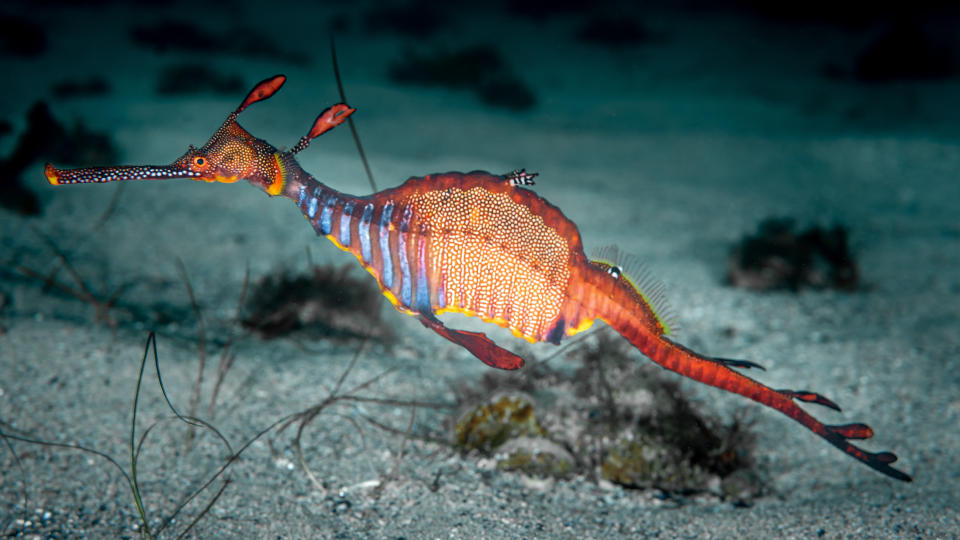 草海龍（Weedy Seadragon）。圖片來源：Getty images