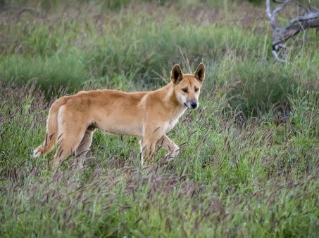 Dingo
 Crédit : Michael Nolan / Robert Harding RF / robertharding via AFP