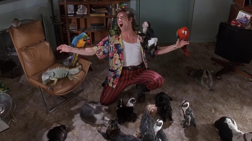 Jim Carrey as Ace Ventura welcomes his pets in Ace Ventura: Pet Detective