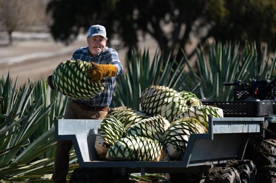 Craig Reynolds loads agave piña onto a trailer last month in Woodland. The jimadors, as the farmers of the unique succulent are called, will harvest three tons of agave for roasting to later be distilled into agave spirits.