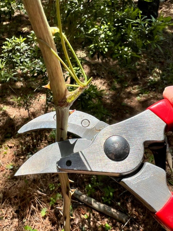 Sharp, disinfected pruning tools are a must for the great gardener.