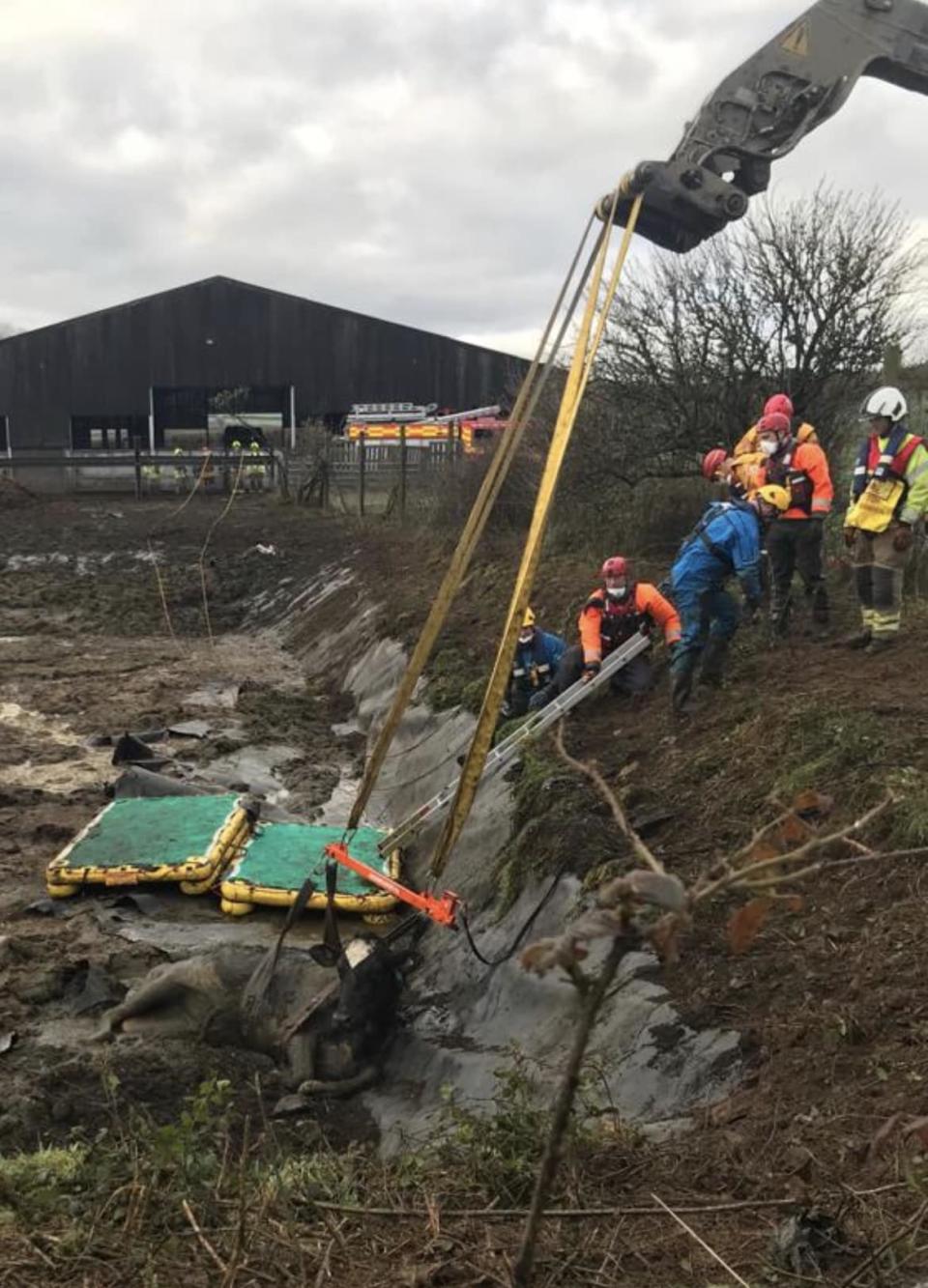 The cows had fallen into the slurry pit on a farm at Burlawn, near Wadebridge, in Cornwall. (Facebook/Bodmin Community Fire Station)