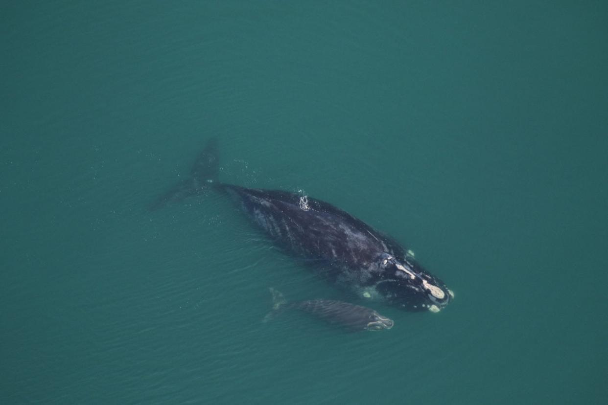 A North Atlantic Right Whale named Medusa, who has frequented waters in Massachusetts and Cape Cod bays, has given birth to the first calf of the season off the coast of Georgia. This image was captured by the Clearwater Marine Aquarium Research Institute.