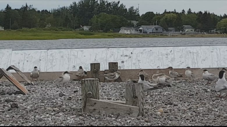 Common terns return with the help of Shediac group