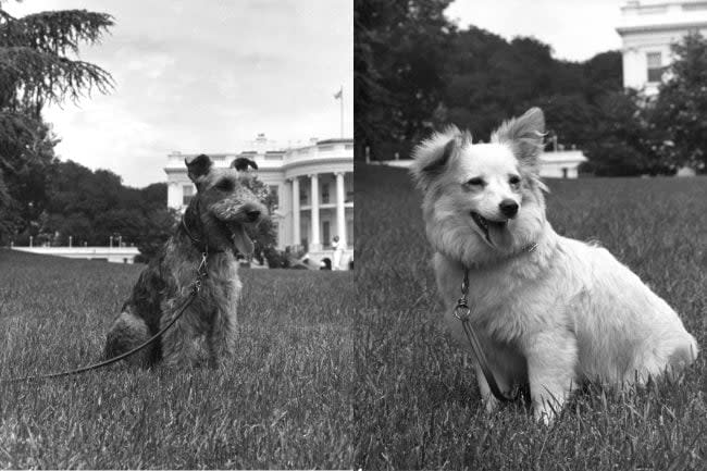 jfk dogs