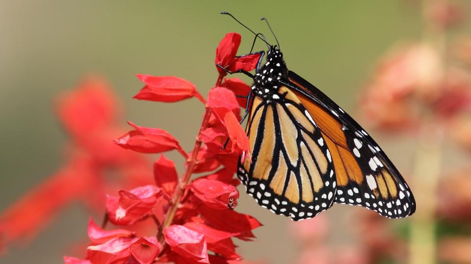 A monarch butterfly (Danaus plexippus) on a red flower.