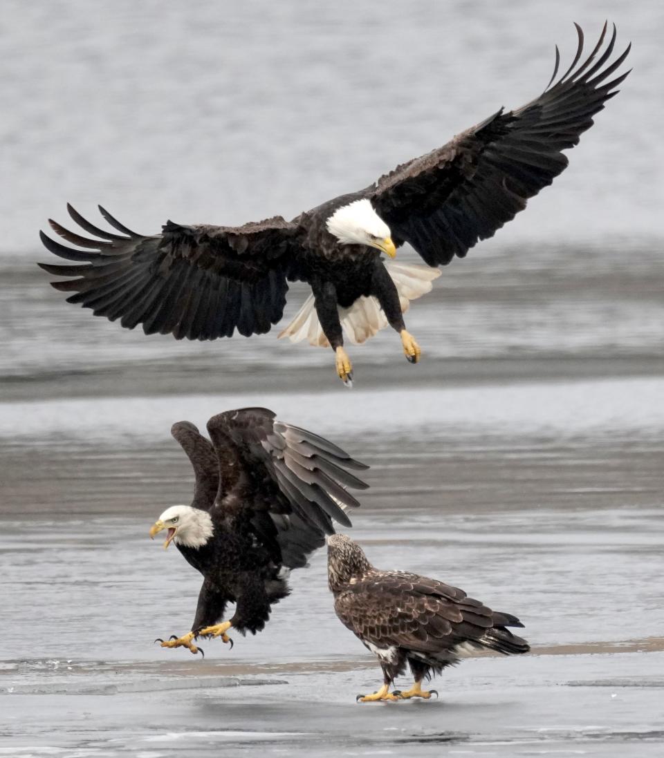 Eagles gather on the Black River near where it meets the Mississippi River Wednesday, February 14, 2024 in La Crosse, Wisconsin. The area is part of the Upper Mississippi River National Wildlife and Fish Refuge, which stretches 261 miles from Wabasha, Minn., to Rock Island, Ill., and provides prime fishing for the birds, especially this time of year as some migrate back to their nesting grounds farther north.