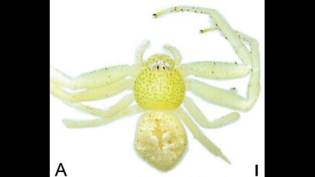 Two Amazingly Tiny Spider Species Found in China