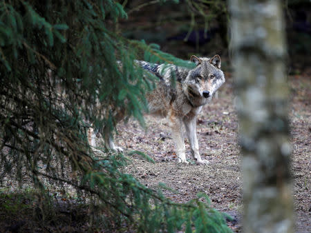 FILE PHOTO: A wolf is seen in the wildlife Park Schorfheide near Gross Schoenebeck, Germany, March 12, 2019. REUTERS/Axel Schmidt/File Photo