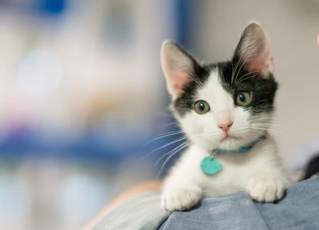 If signed, the law will ban New York pet stores from selling cats, dogs and rabbits, making it the latest of its kind in the U.S. to be adopted statewide. (Photo: andresr via Getty Images)