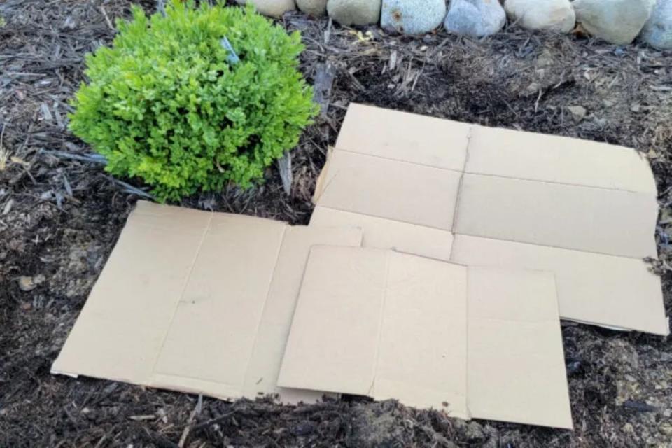 Flattened cardboard boxes on top of garden mulch, wtih a boxwood bush next to the cardboard.