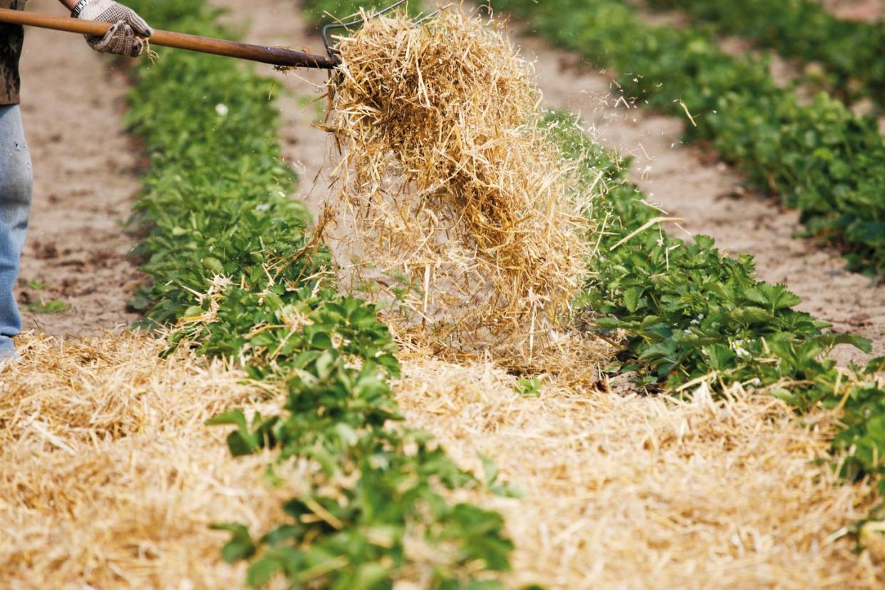 best mulch for flower beds straw