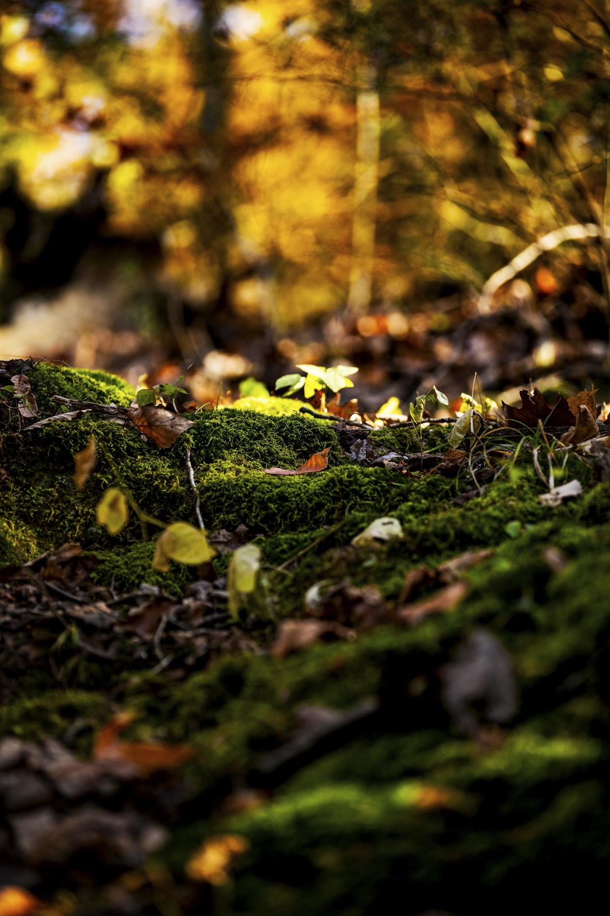 Fallen leaves and moss cover the floor of Jefferson Memorial Forest as fall settles in. Nov. 4, 2020