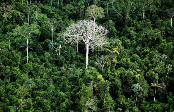 The Amazon rainforest is seen near construction of the Belo Monte dam complex in the Amazon basin on June 15, 2012 near Altamira, Brazil. Belo Monte will be the world’s third-largest hydroelectric project and will displace up to 20,000 people while diverting the Xingu River and flooding as much as 230 square miles of rainforest. The controversial project is one of around 60 hydroelectric projects Brazil has planned in the Amazon to generate electricity for its rapidly expanding economy. While environmentalists and indigenous groups oppose the dam, many Brazilians support the project. The Brazilian Amazon, home to 60 percent of the world’s largest forest and 20 percent of the Earth’s oxygen, remains threatened by the rapid development of the country.