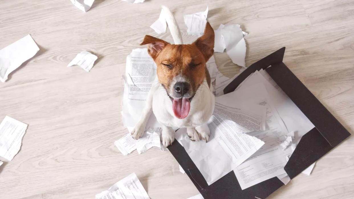  Dog sitting on shredded paper with their eyes closed. 