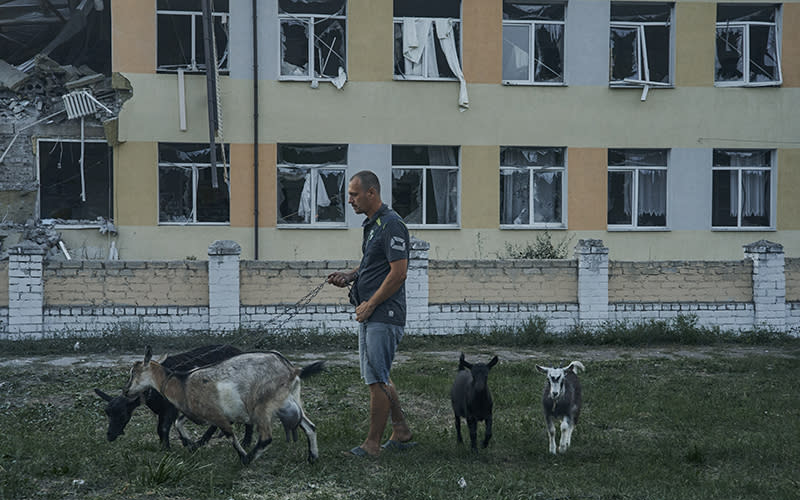 A man walks with goats next to a destroyed school in Ukraine