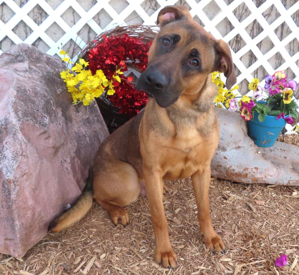 Super hero characters, cartoon characters and even food can inspire dog names. This is a 10-month-old German shepherd mix named Blueberry who is at the Oklahoma City Animal Shelter.