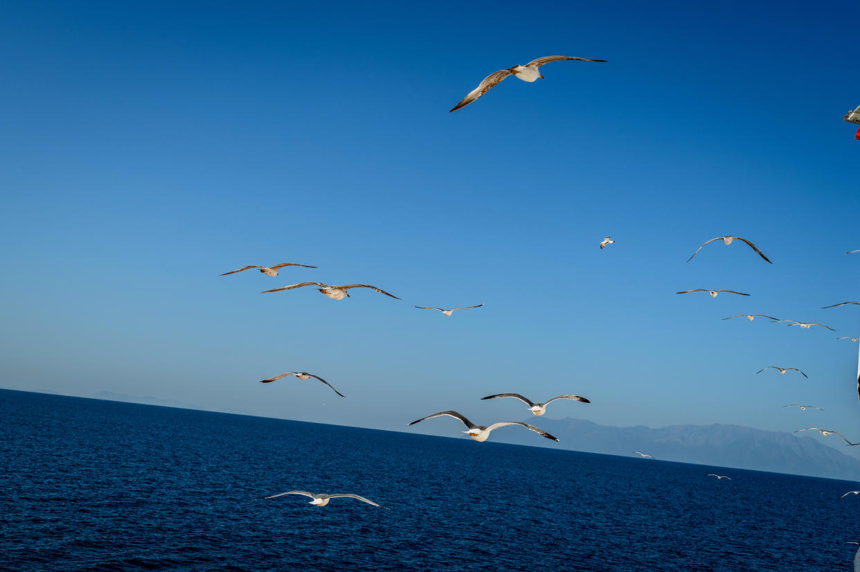 Seagulls off the coast of Alexandropoulis, Greece, on May 6, 2024. (Hilary Swift/The New York Times)